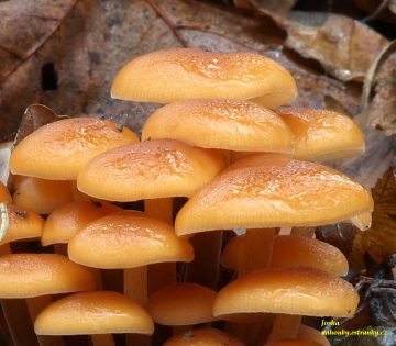 Penízovka sametonohá