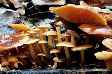 Penízovka sametonohá