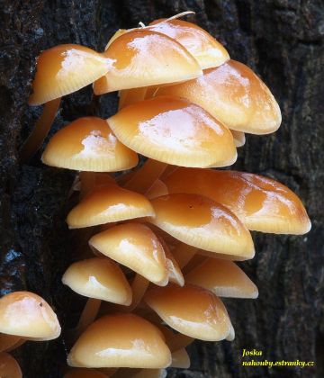 Penízovka sametonohá