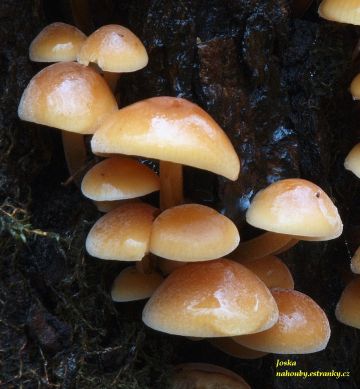 Penízovka sametonohá