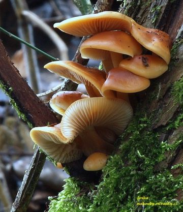 Penízovka sametonohá