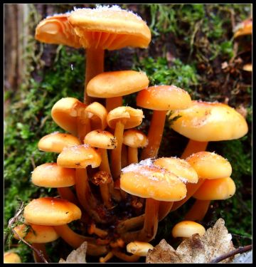 Penízovka sametonohá