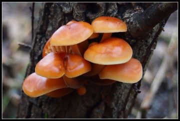 Penízovka sametonohá