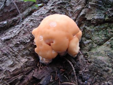 Plstnateček severský