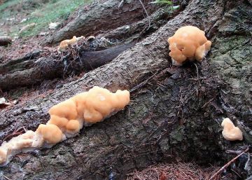 Plstnateček severský