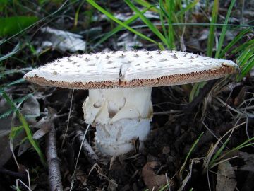 Muchomůrka ježohlavá