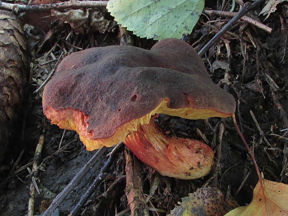 Lupenopórka červenožlutá