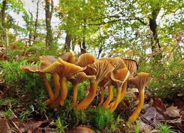 Liška nálevkovitá