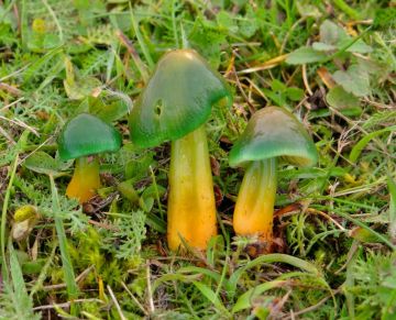 Voskovka papouščí