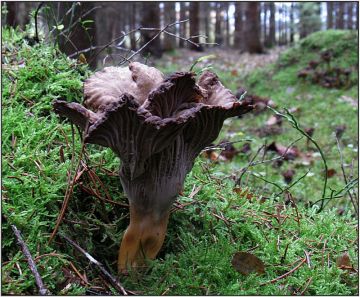 Liška nálevkovitá