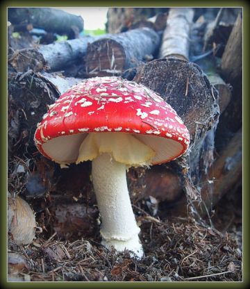 Muchomůrka červená