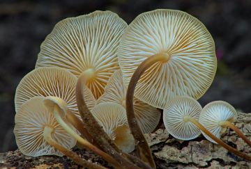 Penízovka sametonohá