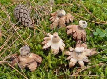 Hvězdovka límečková