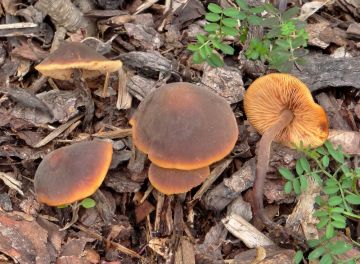 Cystidovka rybovonná