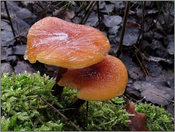 Penízovka sametonohá