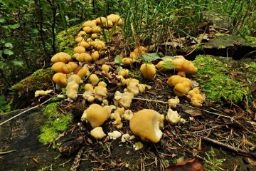 Plstnateček severský