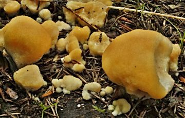 Plstnateček severský