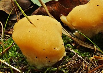 Plstnateček severský