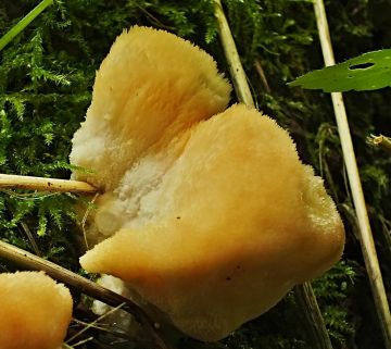 Plstnateček severský