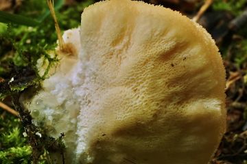 Plstnateček severský