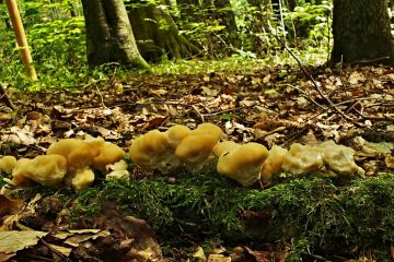 Plstnateček severský