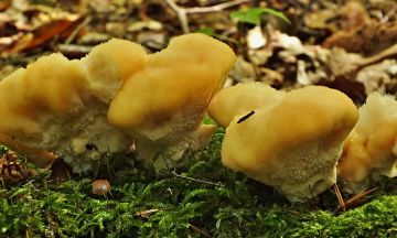 Plstnateček severský