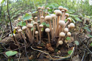 Penízovka splývavá