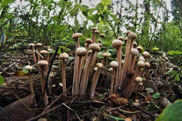 Penízovka splývavá