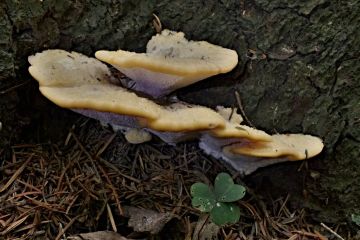 Plstnateček severský