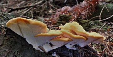 Plstnateček severský