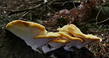 Plstnateček severský