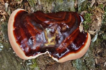 Lesklokorka jehličnanová