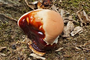 Lesklokorka jehličnanová