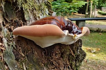 Lesklokorka jehličnanová