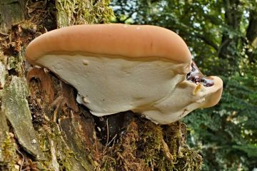 Lesklokorka jehličnanová