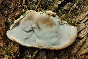 Lesklokorka jehličnanová