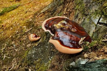 Lesklokorka jehličnanová