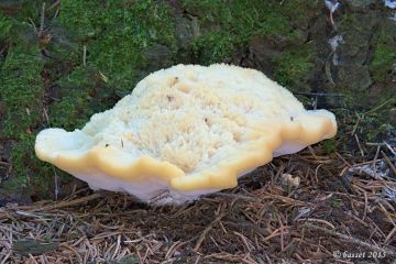 Plstnateček severský