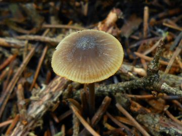 Helmovka zlatobřitá