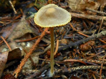 Helmovka zlatobřitá