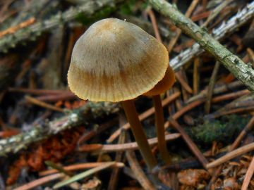 Helmovka zlatobřitá