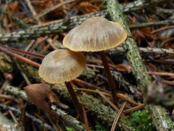 Helmovka zlatobřitá