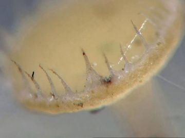 Dlouhobrvka zdobená