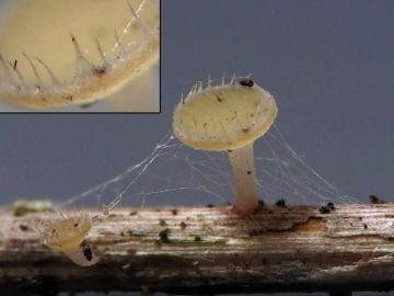 Dlouhobrvka zdobená