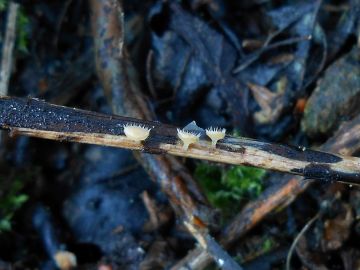 Dlouhobrvka zdobená