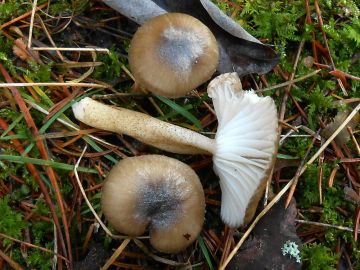 Šťavnatka tečkovaná