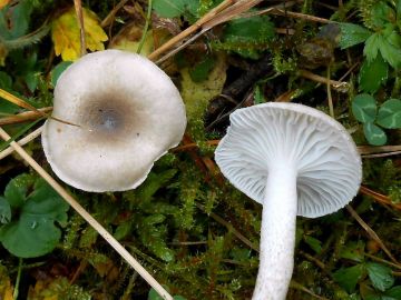 Šťavnatka tečkovaná