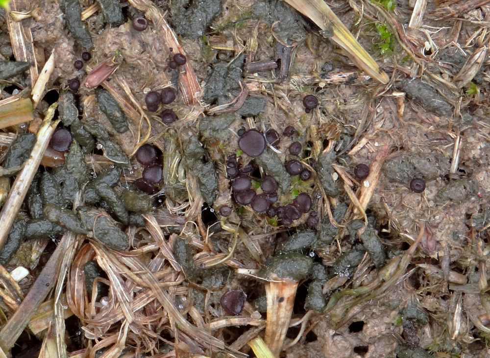 Mrvovka játrová