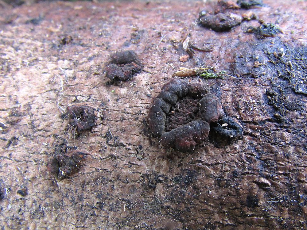 Dřevomor moravský