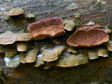 Bránovitec jedlový